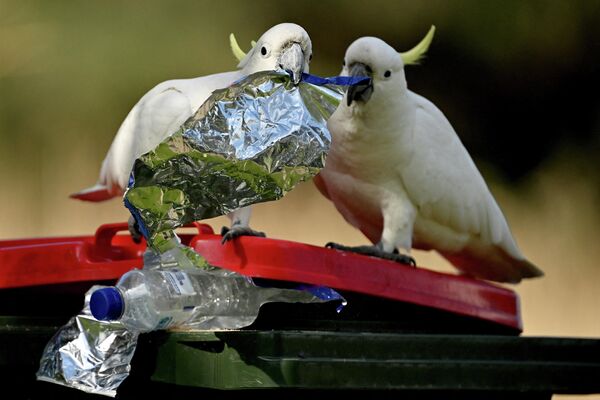 Какаду ищут еду в мусорном баке возле ресторанов в прибрежном городе Вуллонгонг, Австралия. - Sputnik Молдова