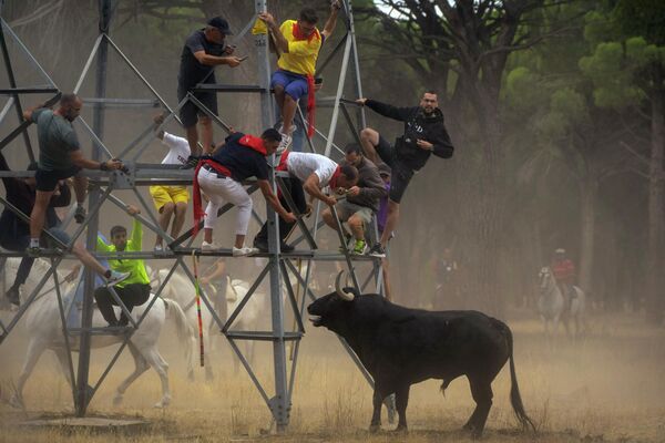 Мужчины убегают от быка на фестивале &quot;Торо-де-ла-Вега&quot; в Тордесильяс, Испания. - Sputnik Молдова