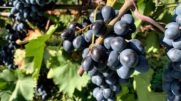 Молдавское виноделие: экспорт растет, урожаи падают - Sputnik Молдова