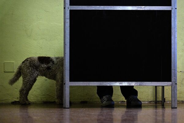Собака с хозяином во время голосования на избирательном участке в Риме. - Sputnik Молдова