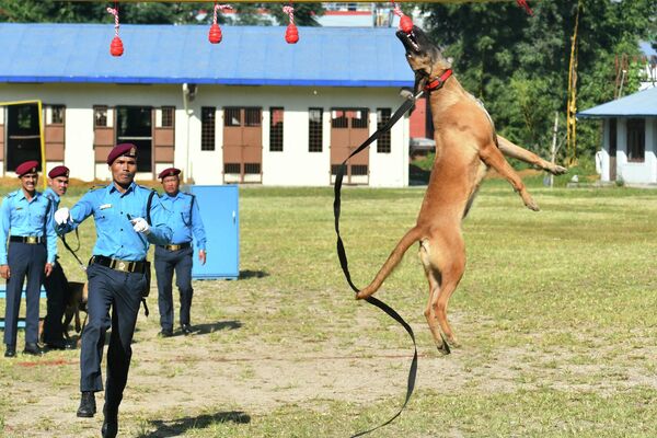 Кинолог полиции Непала и его собака демонстрируют свои навыки во время мероприятия, посвященного индуистскому фестивалю Тихар, в Полицейской кинологической школе в Катманду - Sputnik Молдова