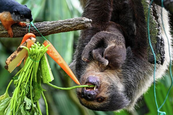 Взрослая самка ленивца по кличке Индиго ест в Сингапуре  - Sputnik Молдова