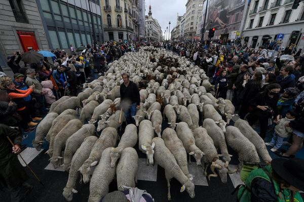 Стадо овец в центре Мадрида - Sputnik Молдова