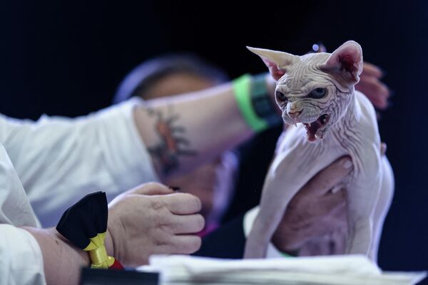 Судья оценивает кошку породы сфинкс во время ежегодного конкурса самых красивых кошек в мире в Машелене, Бельгия - Sputnik Молдова