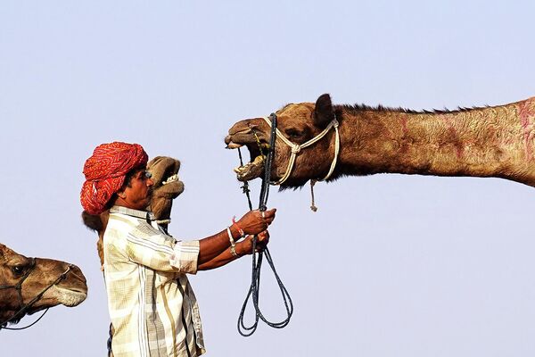 Погонщик верблюдов с верблюдами на ярмарке верблюдов в Пушкаре в индийском штате Раджастан - Sputnik Молдова
