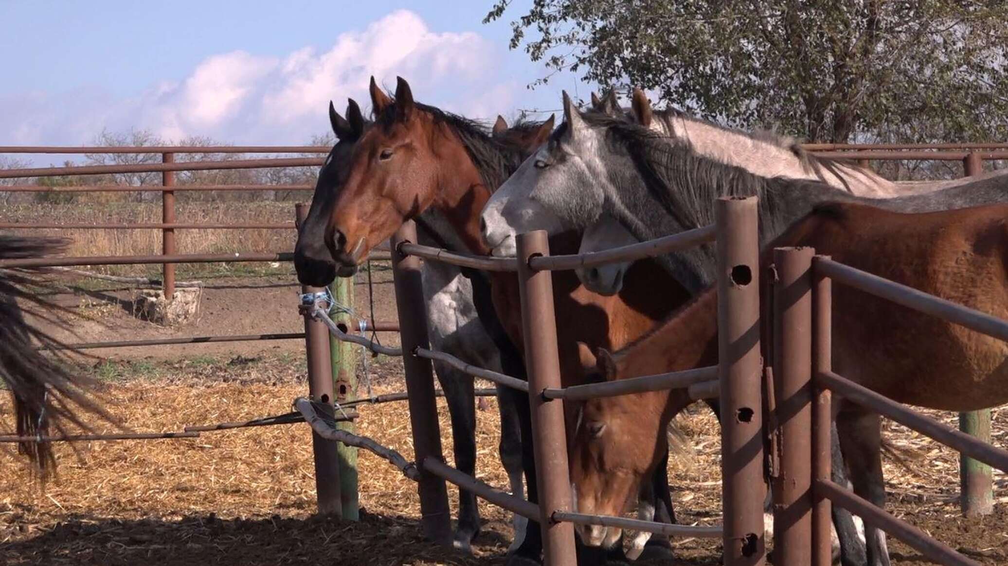 Лисино конеферма. Конеферма агау. Конеферма в куморе. Роговская,конюшня. Конеферма чадыр лунга.