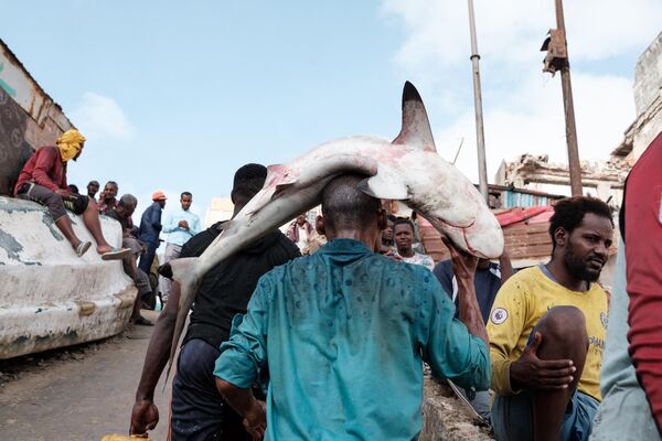 Рыбак несет на голове акулу в Могадишо, Сомали, 11 ноября 2022 г. - Sputnik Молдова