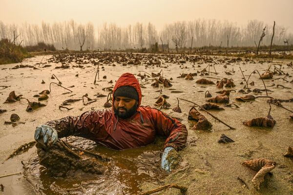 Кашмирский фермер добывает стебли лотоса из холодной воды озера Анчар в Сринагаре, Индия - Sputnik Молдова