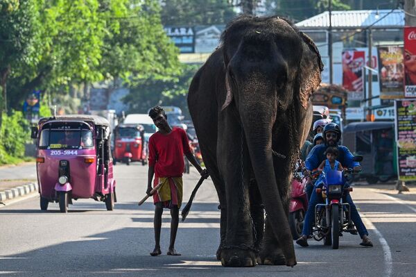 Un elefant și îngrijitorul său au fost surprinși cum se plimbau pe o stradă din Biyagama, Sri Lanka - Sputnik Moldova