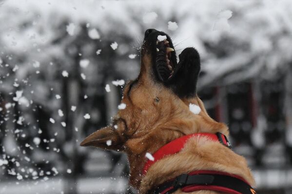 La Moscova  a nins și s-a așternut un strat de zăpadă de 12 mm. În imagine este surprins un câine pe bulevardul Chistoprudny din inima Capitalei - Sputnik Moldova