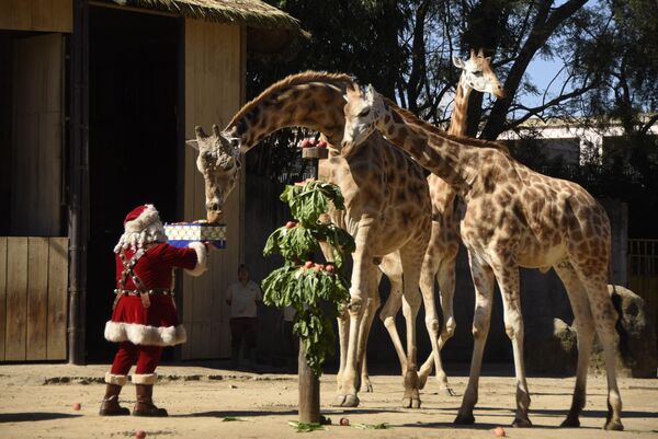 Человек в костюме Санта-Клауса дарит съедобный подарок жирафам в зоопарке в Гватемале. - Sputnik Молдова