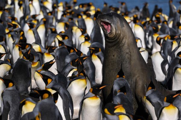 Морской слон в окружении пингвинов на острове Поссесьон, входящий в состав Французских Южных и Антарктических территорий. - Sputnik Молдова