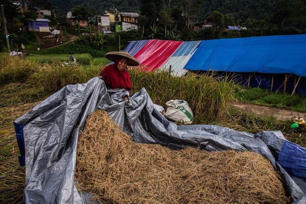 Житель деревни, живущий в импровизированной палатке после ноябрьского землетрясения, собирает овощи и рис на поле, Ява. - Sputnik Молдова