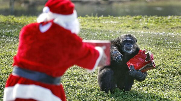 Санта-Клаус предлагает подарок шимпанзе во время мероприятия Рождество с шимпанзе, США - Sputnik Moldova-România