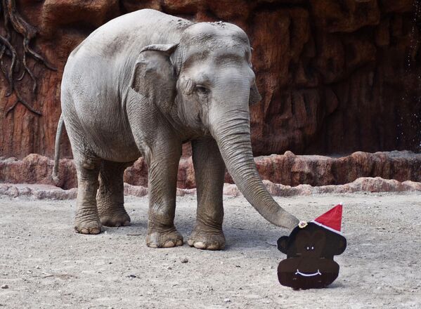 „Trompita”, elefantul încearcă să deschidă un cadou adus de un vizitator ca parte a unei tradiții de Crăciun la Grădina Zoologică La Aurora din Guatemala City, pe 19 decembrie 2019. (Foto de Orlando ESTRADA / AFP) - Sputnik Moldova-România
