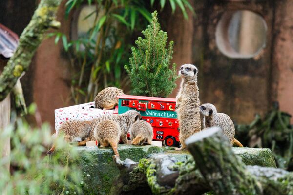 Meerkats inspectează un cadou de Crăciun și un calendar de Advent plin cu viermi de făină ...  grădina zoologică din Hanovra, nordul Germaniei, pe 19 decembrie 2017. (Foto de Philipp von Ditfurth / dpa / AFP) / Germania OUT - Sputnik Moldova-România