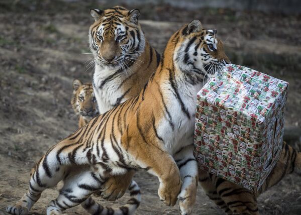 Un tigru încearcă să desfacă o cutie de carton care conține carne de pui pe care a primit-o ca cadou de Crăciun în grădina zoologică din Veszprem, la 108 km sud-vest de Budapesta, Ungaria, vineri, 16 decembrie 2016. (Boglarka Bodnar/MTI via AP) - Sputnik Moldova-România