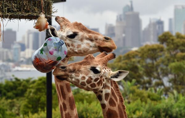 Girafele se bucură de deliciile alimentare cu tematică de Crăciun și alte decorațiuni gustoase în expoziția lor de la Grădina Zoologică Taronga, din Sydney, pe 9 decembrie 2014. Animalele din Grădina Zoologică s-au grăbit să se arunce asupra articolelor de îmbogățire cu tematică festivă pregătite de către deținători, arătând abilitățile lor naturale de a descoperi hrana din interior, în timp ce unii păreau la fel de fericiți să se joace cu ambalajul cutiei de carton. - Sputnik Moldova-România