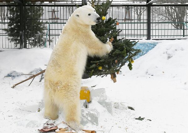 Ursul polar Ursula a primit un cadou de Anul Nou sub forma unui pom de Crăciun cu fructe și legume în parcul de floră și faună „Roev Ruchey” din Krasnoyarsk. Ursula a venit la Roev Ruchey în 2018 ca un pui de urs orfan, salvat din satul Taimyr Dikson. - Sputnik Moldova-România