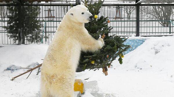 Белая медведица Урсула получила новогодний подарок в виде праздничной ёлки с фруктами и овощами в парке флоры и фауны Роев ручей в Красноярске - Sputnik Moldova