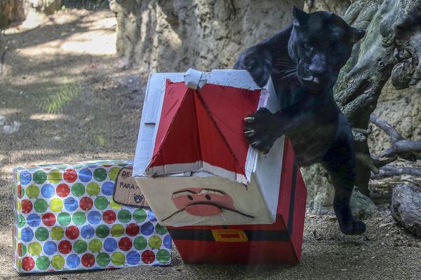 Un jaguar negru primește mâncare împachetată ca cadou de Crăciun de către paznicii grădinii zoologice la Grădina Zoologică din Cali, Columbia, pe 23 decembrie 2020. (Foto de Paola MAFLA / AFP) - Sputnik Moldova-România