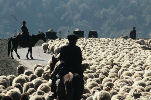 Păstori care își mână turma de oi spre pășuni noi în RSS Azerbaidjan. - Sputnik Moldova