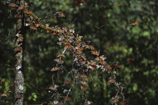 Бабочки-монархи отдыхают на ветке дерева в заповеднике Пьедра-Эррада в горах недалеко от Валье-де-Браво, Мексика. - Sputnik Молдова