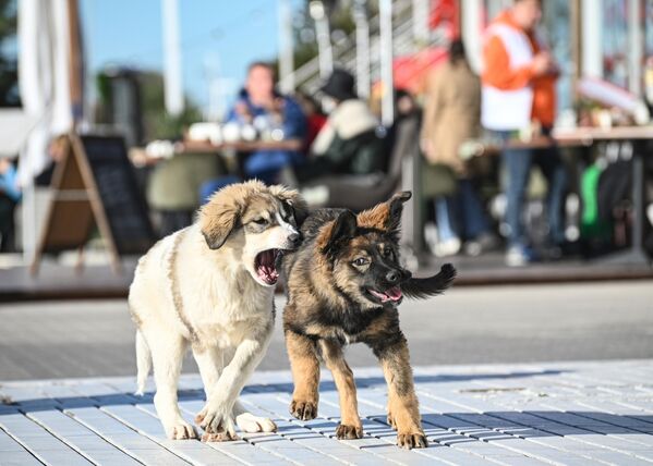 Собаки на городской набережной в Сочи - Sputnik Молдова