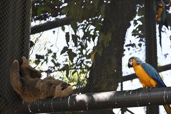 Ленивец и попугай ара в зоопарке Рио-де-Жанейро, Бразилия. - Sputnik Молдова