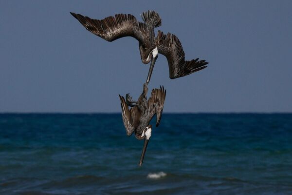 Пеликаны ныряют за рыбой 6 февраля 2023 года на побережье недалеко от Тулума, штат Кинтана-Роо, Мексика (фото Дэвида ГЭННОНА / AFP). - Sputnik Молдова