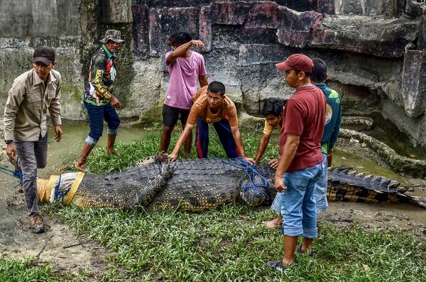 5-метровый устьевой крокодил весом до 500 кг перемещен в зоопарк Касанг Кулим в Кампаре 8 февраля 2023 года после того, как его поймали жители деревни Мандиангин в Западном Пасамане, которые сочли его угрозой для безопасности людей (фото WAHYUDI/AFP) - Sputnik Молдова