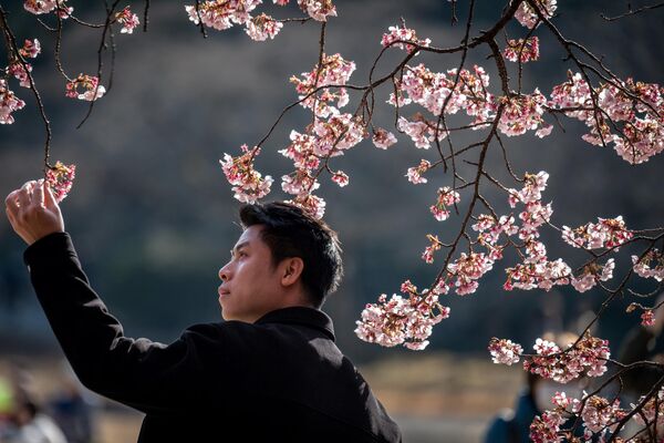 Мужчина под цветущей сакурой в Токио. - Sputnik Молдова