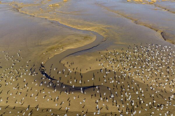 Шилоклювки, летящие над водой в прибрежных заболоченных местах недалеко от устья реки Линьхун в восточной китайской провинции Цзянсу - Sputnik Молдова