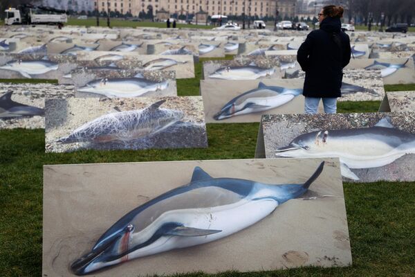 400 плакатов с изображением дельфинов в натуральную величину выставленны членами группы по защите прав животных LPO, чтобы осудить многочисленные случаи гибели дельфинов, вызванные ловлей рыбы сетями во французском заливе Гасконь, Париж - Sputnik Молдова