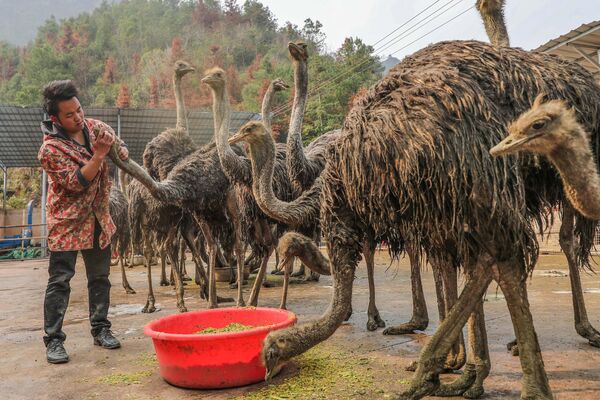 Фермер проверяет страусов на своей ферме, Китай. - Sputnik Молдова