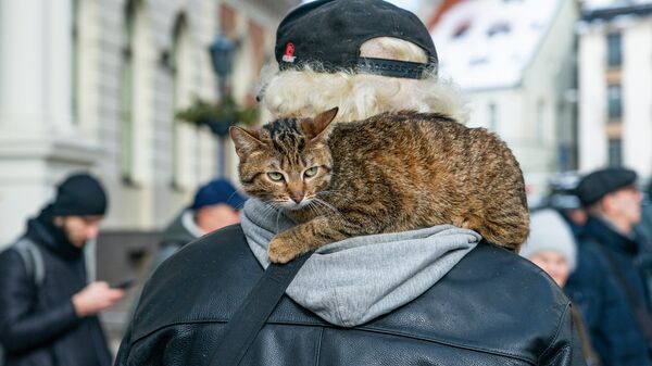 Мужчина с котом - участник митинга за сохранение памятника поэту Александру Пушкину в Риге, Латвия - Sputnik Молдова