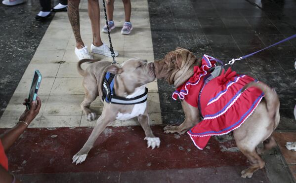 Собаки во время мессы в честь святого Лазаря, считающегося покровителем собак, в церкви Магдалены в общине коренных народов Монимбо в Масая, Никарагуа. - Sputnik Молдова