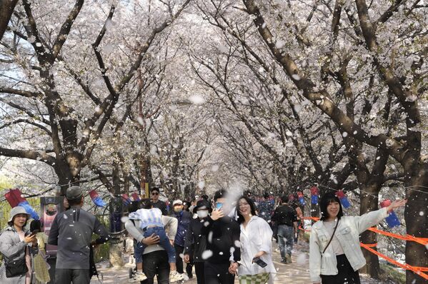 Люди прогуливаются под дождем цветущей сакуры в парке в Сеуле, Южная Корея, воскресенье, 2 апреля 2023 года. - Sputnik Молдова