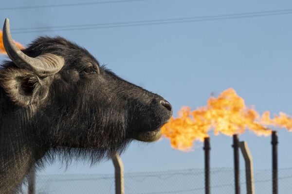 Водяной буйвол пасется на поле перед нефтяным месторождением и предприятием Нахр Бин Омар недалеко от южного портового города Ирака Басра, 4 апреля 2023 года. - Sputnik Молдова