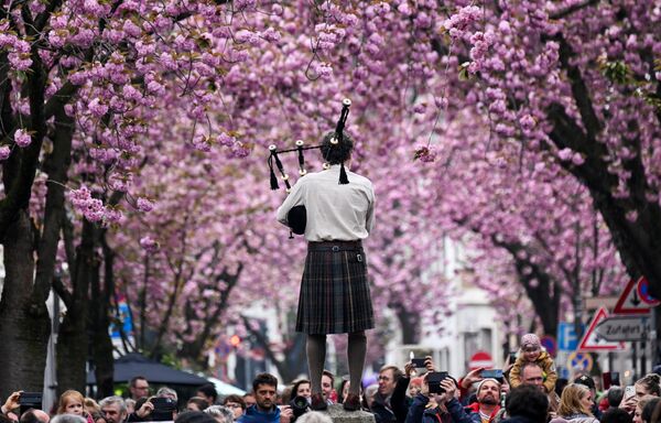 Музыкант играет на волынке, пока посетители проходят под цветущими вишнями на улице Хеерштрассе в Бонне, Германия. - Sputnik Молдова