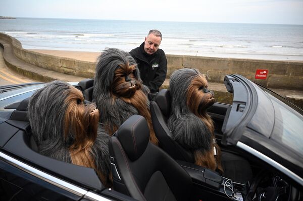 Реквизитор загружает верхнюю часть туловища своих моделей Wookiee в свой автомобиль, Великобритания. - Sputnik Молдова