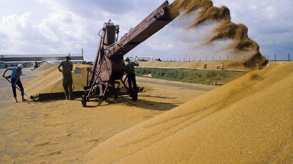 Свободное обращение зерна с Украины ограничено в пяти странах ЕС, в том числе в Румынии - Sputnik Молдова