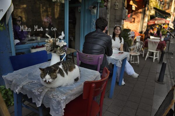 Кошка спит на столе возле кафе в Балате, Стамбул, Турция, понедельник, 1 мая 2023 года. - Sputnik Молдова