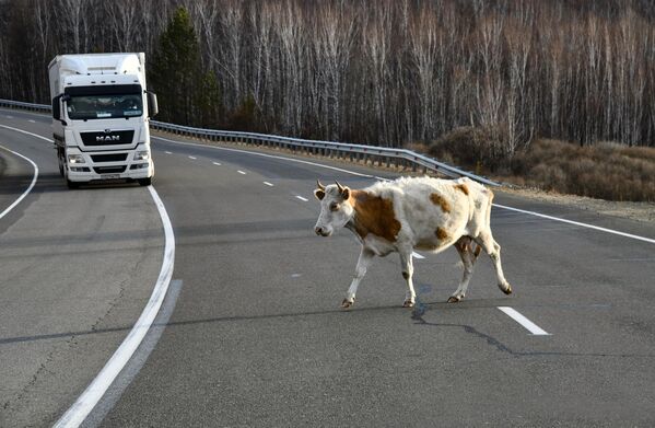 Корова на трассе Чита-Хабаровск в Забайкальском крае - Sputnik Молдова