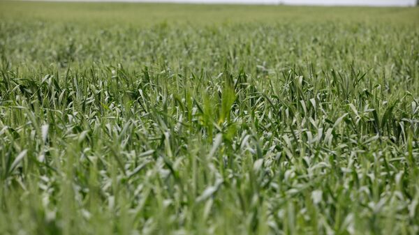 ЕС и Чехия обещают поддержку молдавским фермерам - Sputnik Молдова