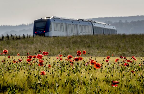 Водородный поезд проезжает поле с цветами мака в районе Таунус недалеко от Франкфурта, Германия, среда, 31 мая 2023 года. - Sputnik Молдова