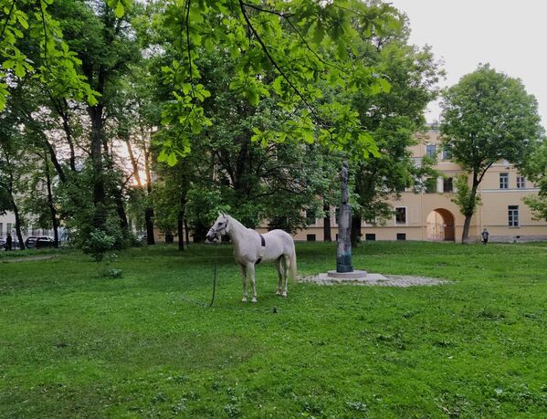 Лошадь в Санкт-Петербурге во время белых ночей  - Sputnik Молдова