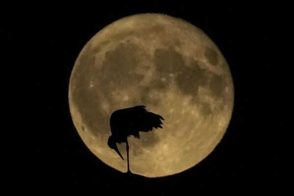 Barza stă în cuibul său în timp ce luna se ridică pe cerul nopții în Milano, Italia, luni, 3 iulie 2023. (AP Photo/Antonio Calanni) - Sputnik Moldova