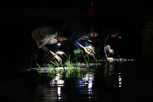 Фермеры сажают рис  в ночное время в Ханое, Вьетнам. - Sputnik Молдова
