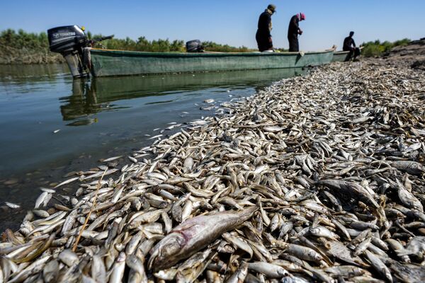 Pescarii stau într-o barcă în timp ce inspectează mii de pești morți care plutesc pe malul râului Amshan, care își extrage apa din Tigru, în gubernia Maysan, din sud-estul Irakului, pe 3 iulie 2023. Mii de pești morți au fost găsiți pe malul râul într-un dezastru care ar putea fi legat de consecințele unei secete, determinând autoritățile să deschidă o anchetă. (Foto de Asaad NIAZI / AFP)x - Sputnik Moldova